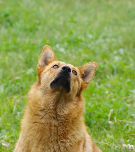 天から食物を飛んで見上げる犬のかわいい犬の肖像画 — ストック写真