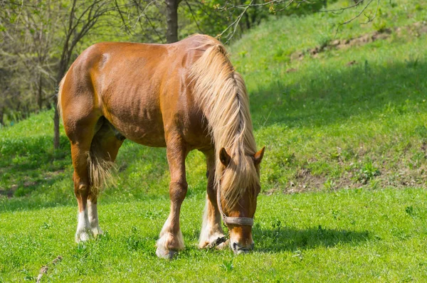 Конь Весеннем Пастбище — стоковое фото