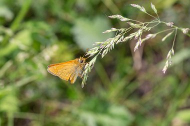 Yaz sezonunda kulaklı bir bitki üzerinde oturan Kaptan (Hesperiidae) kelebek