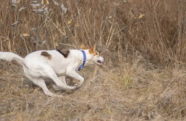 Gemengd Witte Rashond Galopperen Wild Gras Terwijl Jacht Buitenshuis — Stockfoto