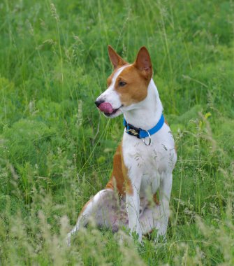 Geri kalan bahar otlar sahip şirin alçaklık köpek