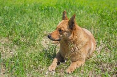 Karışık doğurmak köpek sıcak yaz güneşi altında çim yalan