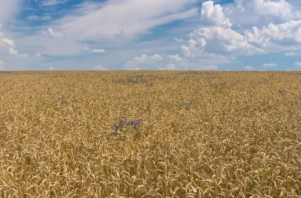Ukrainische Sommerlandschaft Mit Weizenfeld — Stockfoto