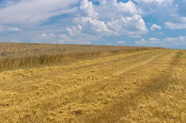 Ukrainian Summer Landscape Wheat Field Harvest Time — Stock Photo, Image