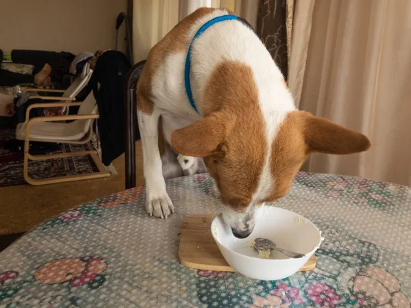 Hungry basenji stealing food from bowl with with cottage cheese leftovers on a dinner table