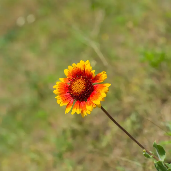 Feral Indiska Filt Blomma Vilda Fält — Stockfoto