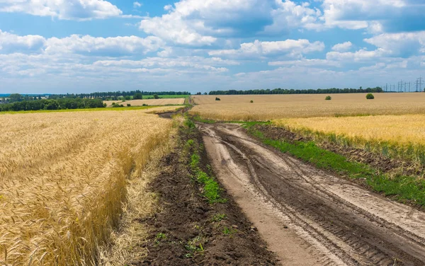 Klassische Ukrainische Ländliche Landschaft Mit Maisfeldern Und Straße — Stockfoto