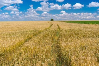 Merkezi Ukrayna buğday alanında, yaz yatay