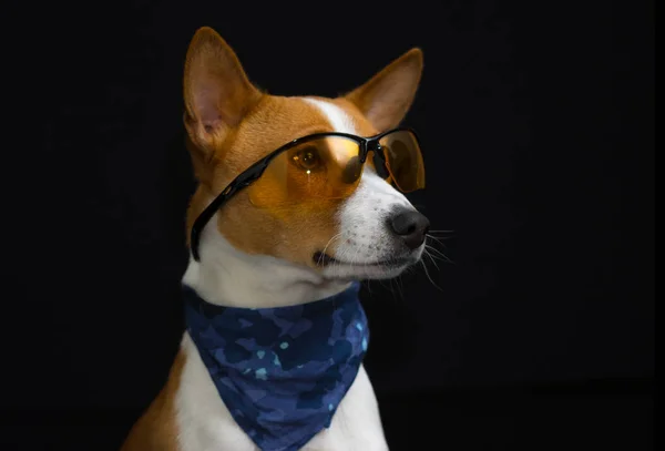 Low Key Portrait Cute Basenji Dog Wearing Yellow Glasses Blue — Stock Photo, Image