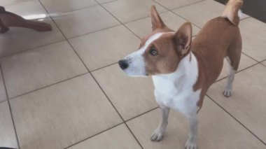 Hungry Basenji gösteren bir limon üzerinde sevmediğim Master tarafından önerilen