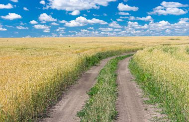 Ukraynalı yaz yatay, buğday alan ve yol