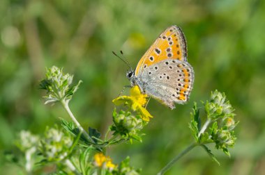 Ukrayna'da yaz sezonu, vahşi bir çiçek üzerinde ortak mavi (Polyommatus icarus) kelebek