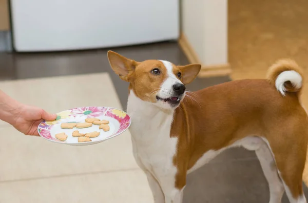 Basenji Preguntaba Por Qué Esa Camarera Daba Esas Galletas Lugar — Foto de Stock