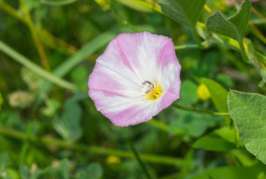 Güzel vahşi bellflower yaz çim