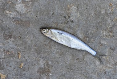 Balıkçı - ringa balığı bir kısıtlı yakalamak