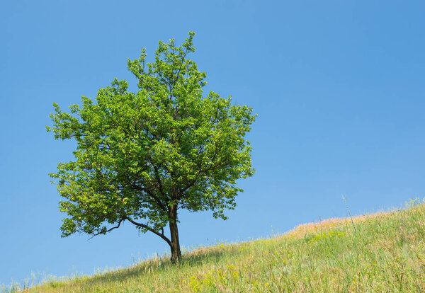 Lonely apricot tree on a hill at summer season