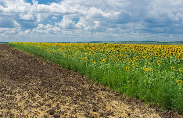 Rural landscape in summer season in central Ukraine