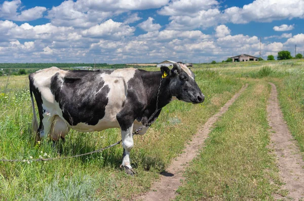 Mignonne Vache Noire Blanche Enchaînée Sur Pâturage Été Ukraine — Photo