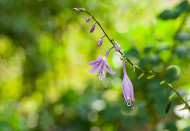Güzel süs çan-çiçek size hassas delikanlı ulaşır