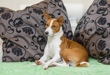 Sleepy Basenji köpek kanepede istirahat olmak
