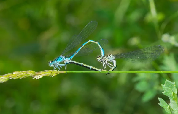 Coupling Act Dragonfly Family — Stockfoto