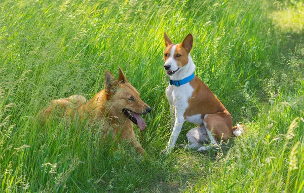 Dos Amigos Jóvenes Basenji Derecha Perro Raza Mixta Izquierda Que —  Fotos de Stock