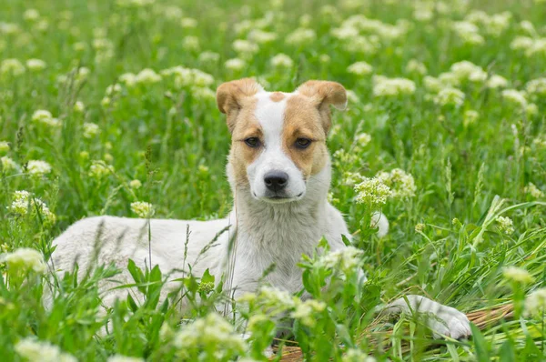 Porträtt Bedårande Herrelösa Hund Som Ligger Vår Gräs — Stockfoto