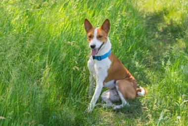 Bahar çim dinlenmek sevimli Basenji köpek