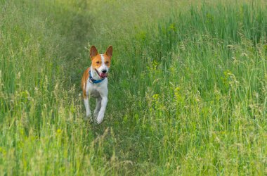 Bahar çim çalışan sevimli Basenji köpek
