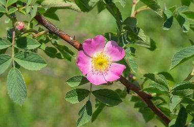 Çiçekleme zamanında köpek-gül şube