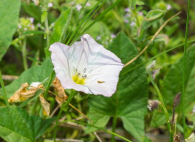 Bahar çim güzel vahşi Bellflower