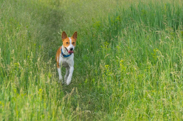 Lindo Perro Basenji Corriendo Hierba Primavera —  Fotos de Stock