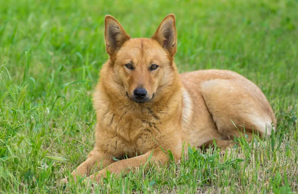 Chien Race Mixte Ayant Repos Dans Herbe Printemps — Photo