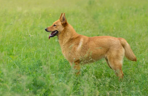 Młody Pies Rasy Mieszanej Szuka Zabawy Wiosennej Trawie — Zdjęcie stockowe