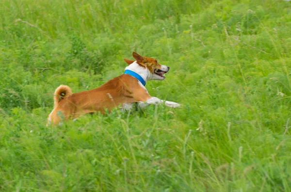 Cão Bonito Basenji Galopando Grama Primavera — Fotografia de Stock