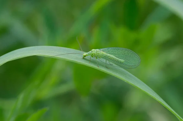 緑の世界に透明な翼を持つ緑のエイリアンの昆虫 — ストック写真