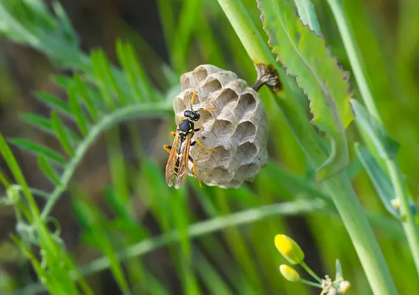 Little Wasp Bouwt Nieuw Huis — Stockfoto