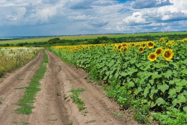 Classic central Ukrainian rural landscape at summer season