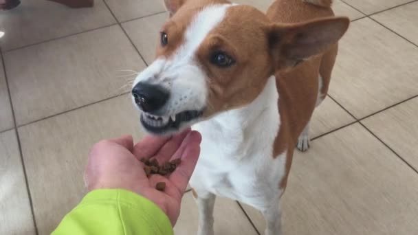 Basenji Köpek Usta Avuç Kuru Köpek Maması Yeme — Stok video