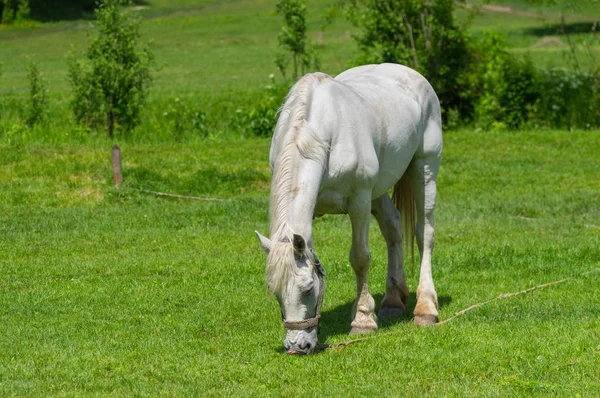 Velho Cavalo Branco Pasto Primavera — Fotografia de Stock