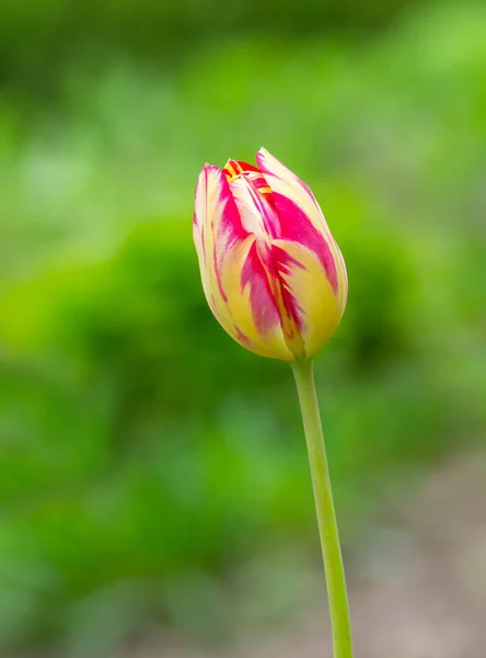 Piękny Samotny Tulipan Przed Rozmyte Tło — Zdjęcie stockowe