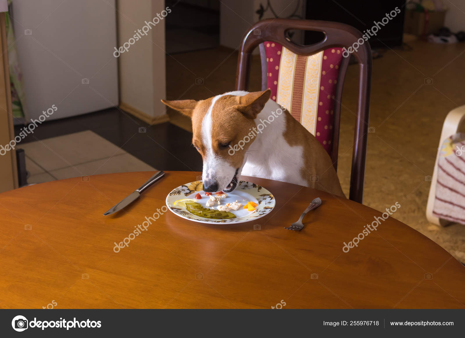Single Basenji Having Lunch Sitting All Alone Dining Room Stock Photo by 255976718