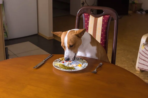 Tek Basenji köpek yemek odasında yalnız oturan öğle yemeği yaşıyor