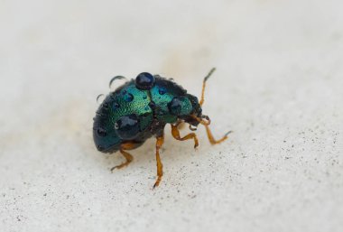 Küçük böcek eve giderken aile için bazı su damlaları taşır