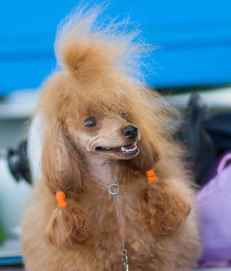 Oyuncak fino köpeği 'nin etkileyici portresi