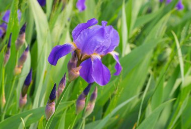 Güzel iris dünyasına hoş geldiniz