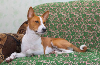 Royal Basenji kanepede dinlenirken 