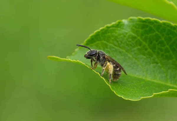 Kleine Bee Met Korte Rust Een Blad — Stockfoto
