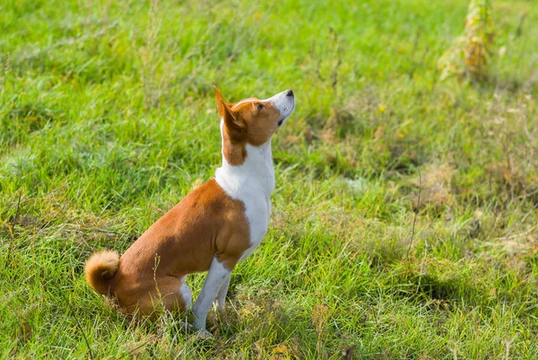 Χαριτωμένος Σκύλος Basenji Κοιτάζει Πάνω Στον Ουρανό — Φωτογραφία Αρχείου