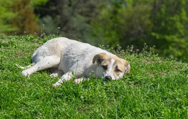 Perro Callejero Relaja Bajo Sol Primavera — Foto de Stock